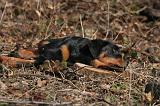 ROTTWEILER 496